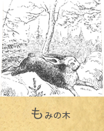 もみの木
